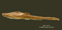 Bunocephalus amaurus FMNH 53121 holo lat